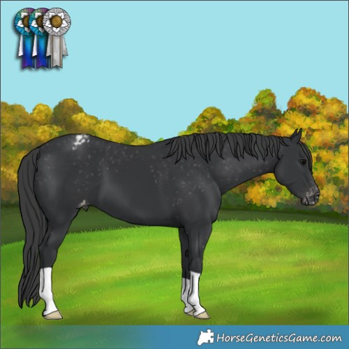 Horse Color:Black Appaloosa