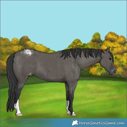 Horse Color:Grullo Appaloosa Brindle 
