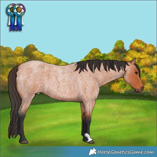 Horse Color:Bay Roan