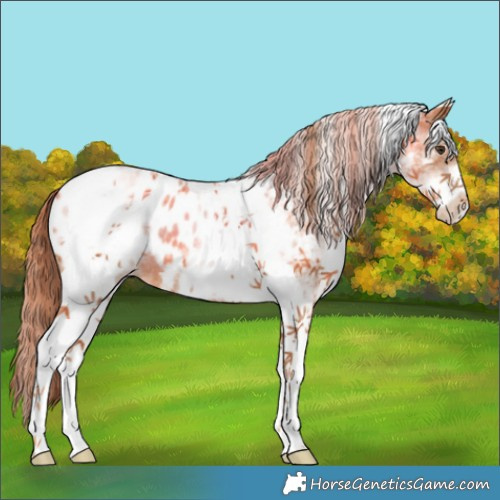 Horse Color:White Spotted Chestnut Tobiano Blanket