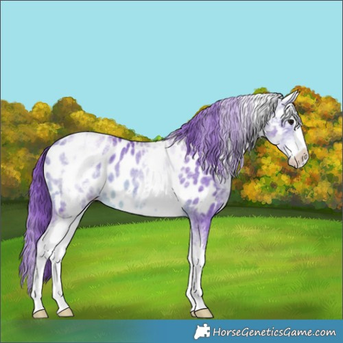Horse Color:Watercolor White Spotted Bay Splash Near Leopard