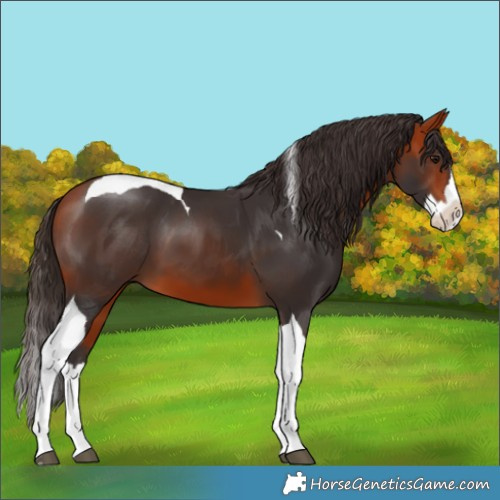 Horse Color:Bay Splash Tobiano 