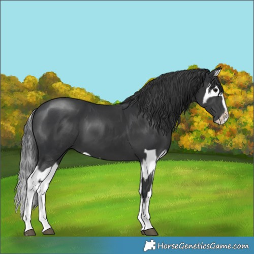 Horse Color:Black  and Black Splash 