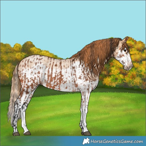 Horse Color:Bay  and Red Dun Roan Splash Frame Rabicano 