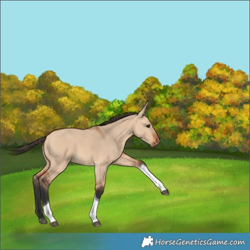 Horse Color:Bay Dun Tobiano 