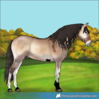 Horse Color:Void Bay Onyx Tobiano