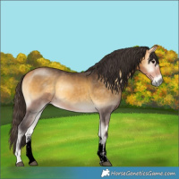 Horse Color:Void Buckskin Onyx Sabino Rabicano 