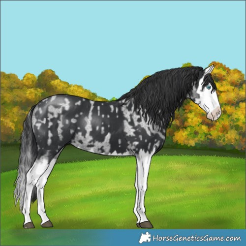 Horse Color:Blue Roan Splash Frame Rabicano  and Black Splash 