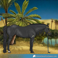 Horse Color:Black and Black Rabicano