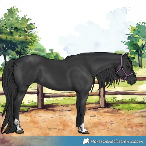 Horse Color:Black and Black