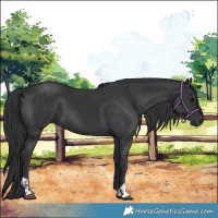 Horse Color:Black and Black