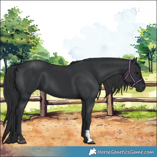 Horse Color:Black 