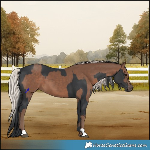 Horse Color:Black and Silver Black