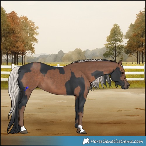 Horse Color:Black  and Silver Black 