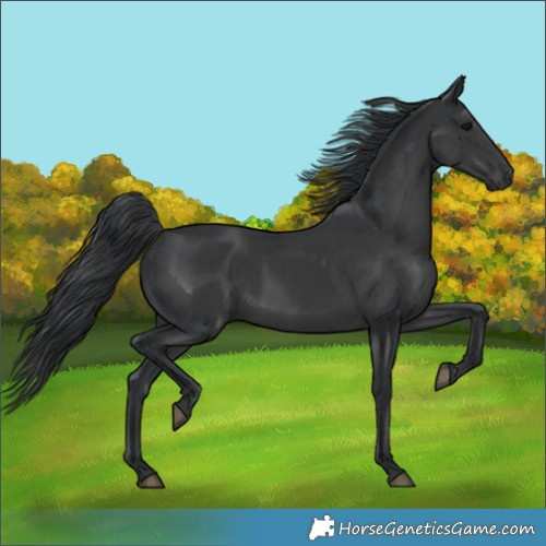 Horse Color:Black and Black
