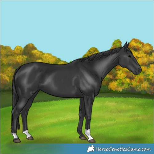 Horse Color:Black  and Black 