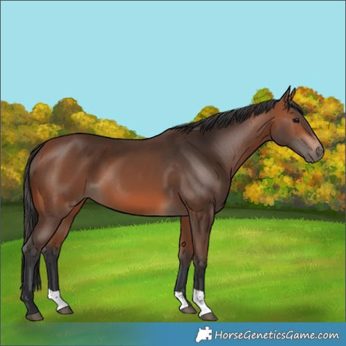 Horse Color:Bay 