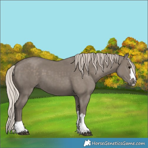 Horse Color:Silver Grullo