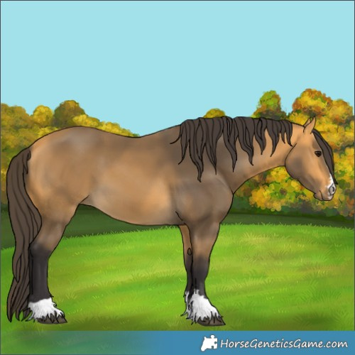Horse Color:Buckskin