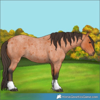 Horse Color:Bay Roan 