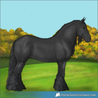 Horse Color:Black and Black