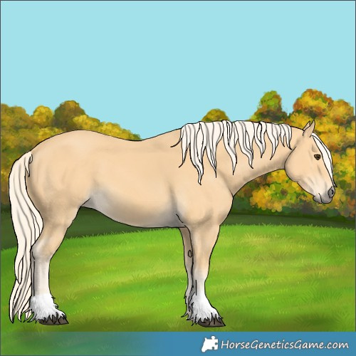 Horse Color:Palomino