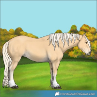 Horse Color:Palomino