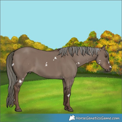 Horse Color:White Spotted Liver Red Dun Mushroom