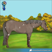 Horse Color:White Spotted Liver Red Dun Mushroom 