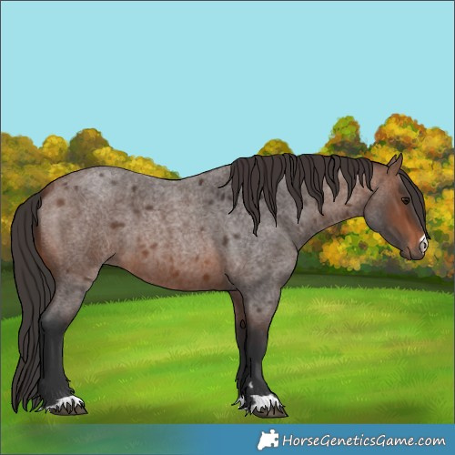 Horse Color:Brown Roan 