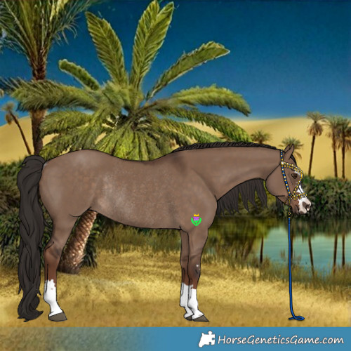 Horse Color:Liver Red Dun Rabicano