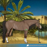 Horse Color:Liver Red Dun Rabicano 