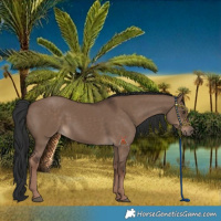 Horse Color:Liver Red Dun Rabicano 
