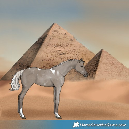 Horse Color:Silver Grullo Tobiano Rabicano 