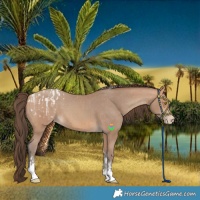 Horse Color:Amber Champagne Sabino Tobiano Blanket  and Amber Champagne Sabino Tobiano Varnish 