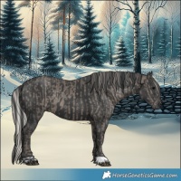 Horse Color:Silver Black and Black