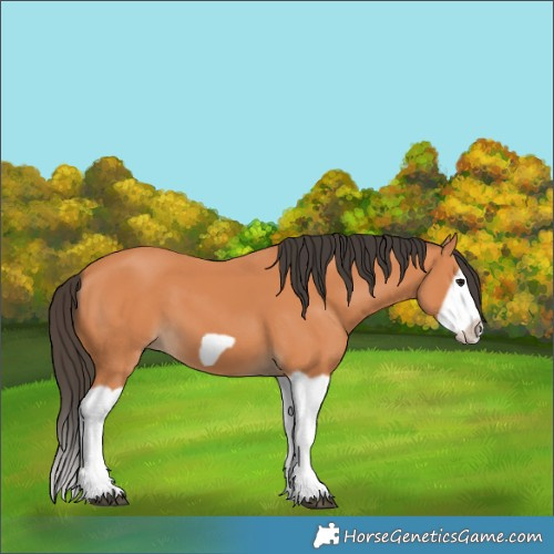 Horse Color:Bay Splash Frame 