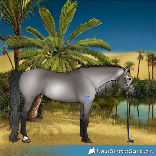 Horse Color:Gray Grullo 