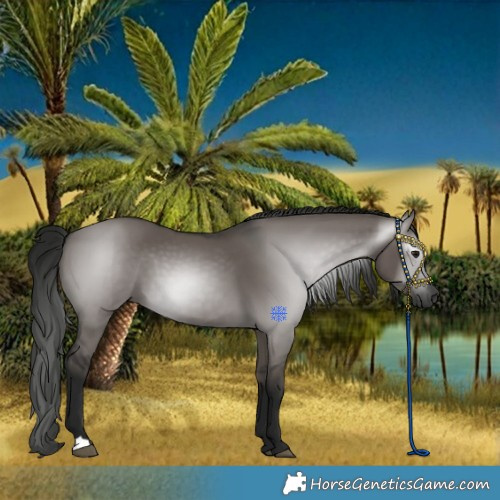 Horse Color:Gray Grullo 