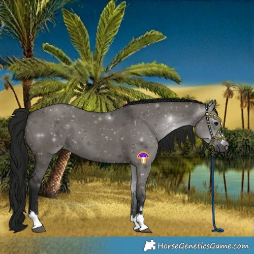 Horse Color:Gray Grullo 