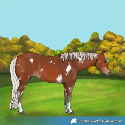 Horse Color:White Spotted Silver Bay Tobiano