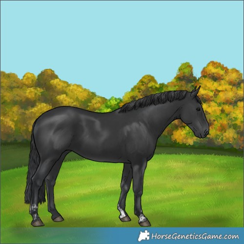 Horse Color:Black and Black