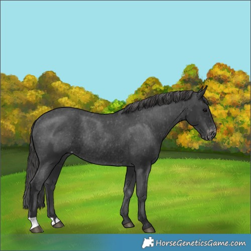 Horse Color:Black Appaloosa Rabicano 