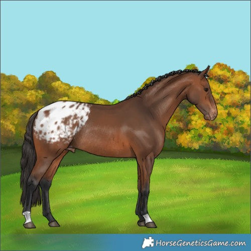Horse Color:Bay Varnish Rabicano 