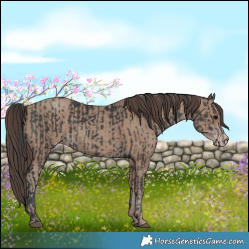 Horse Color:Black  and Classic Champagne 