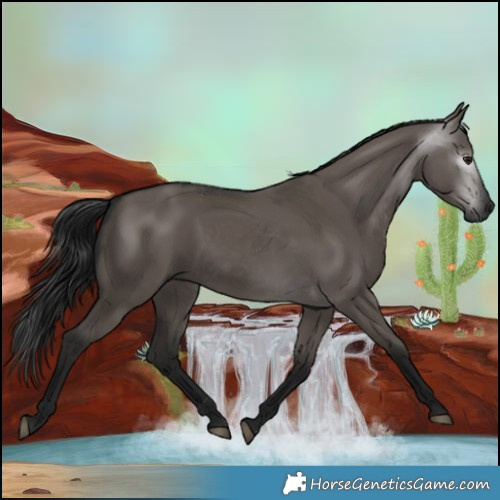 Horse Color:Gray Grullo 