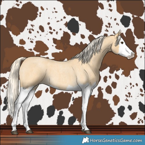 Horse Color:Palomino Roan Splash 