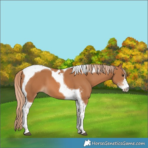 Horse Color:Chestnut Sabino Tobiano