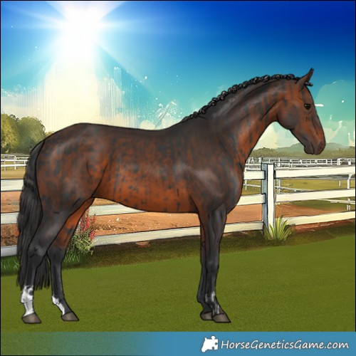Horse Color:Black and Brown