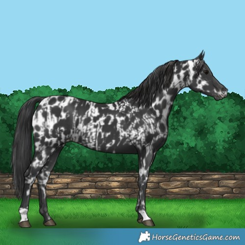 Horse Color:Black  and Black Appaloosa 
